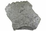 Pennsylvanian Fossil Plant & Bivalve Plate - Kinney Quarry, NM #80514-1